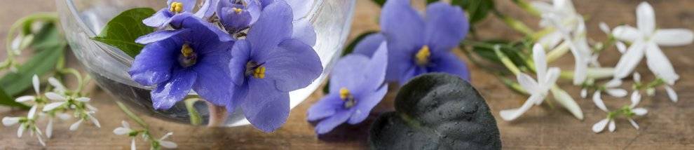 ניחוח מים מסתוריים